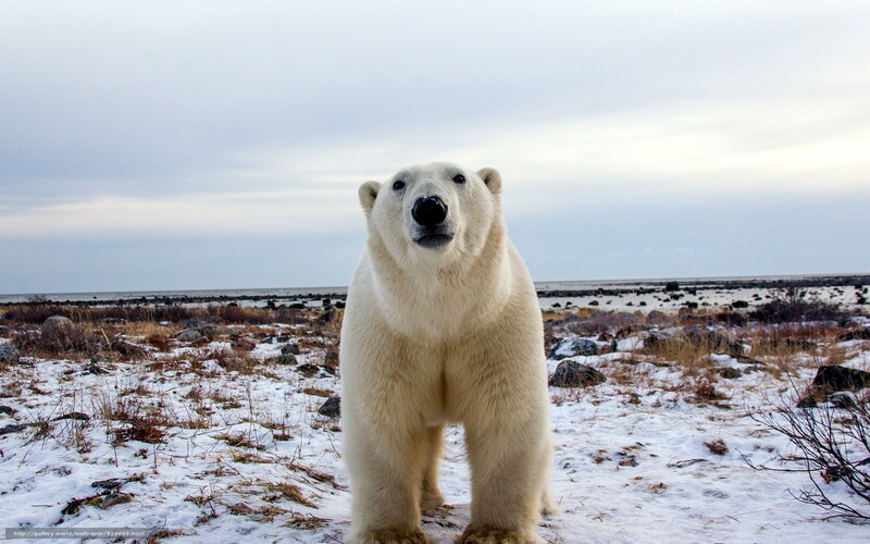 Polar Bear Standing — White, Neutral, Winter