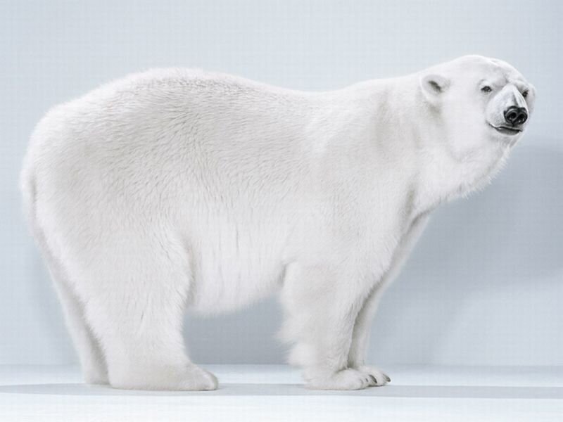 Polar Bear Standing — White