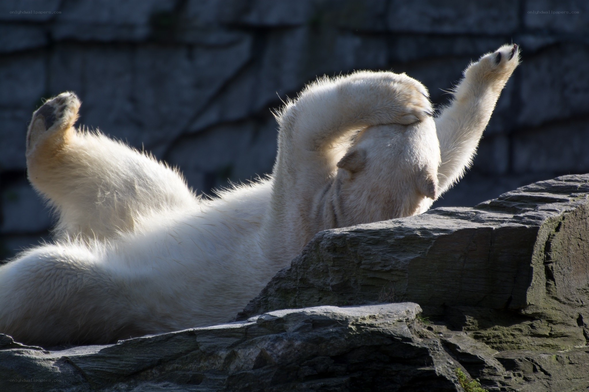 Polar bear stretching on rock