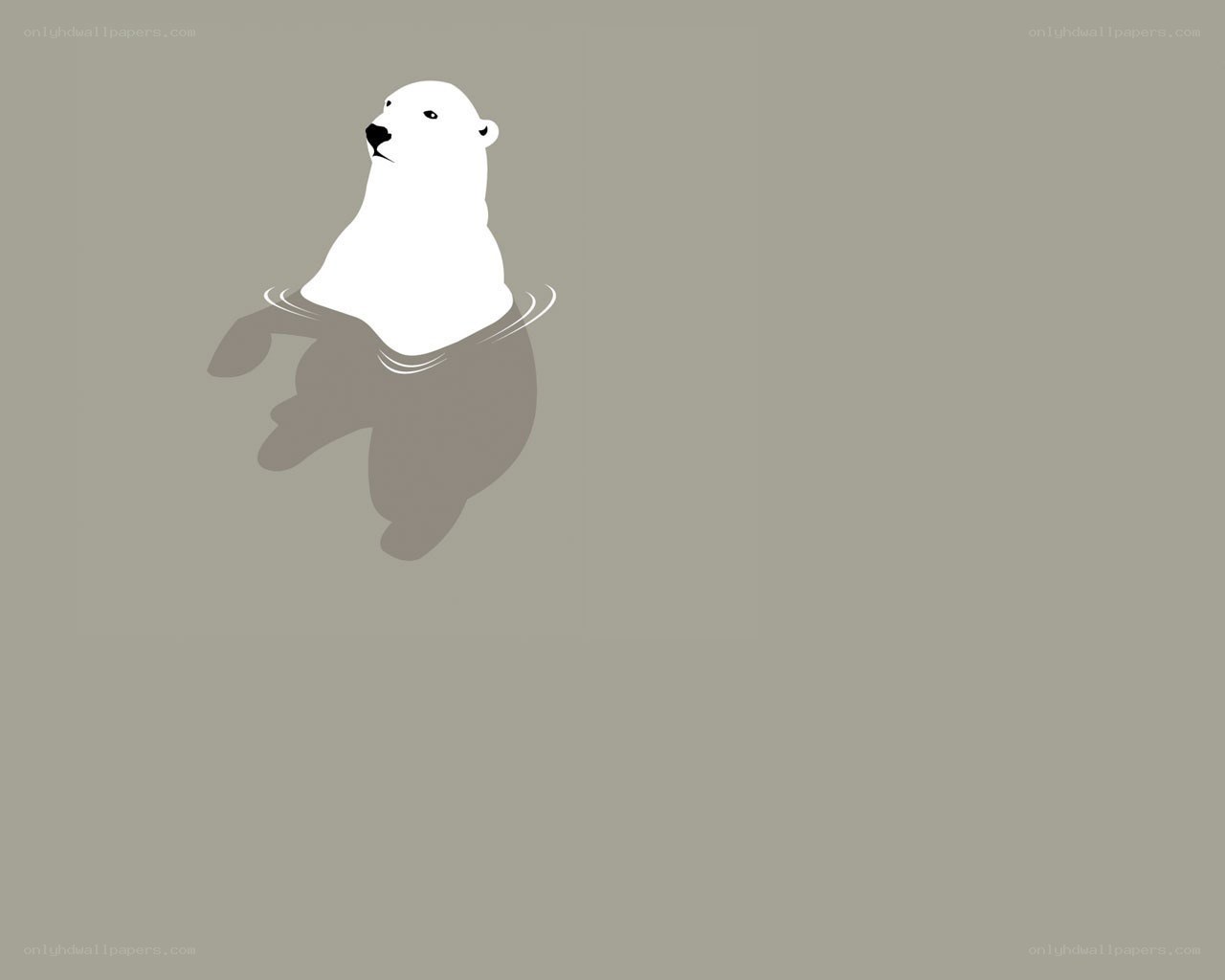 polar bear swimming