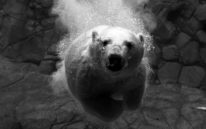 Polar Bear Swimming — Black