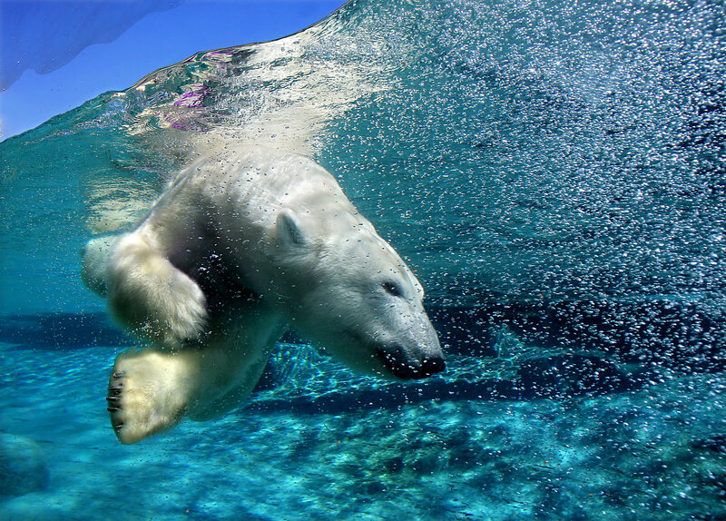 Polar Bear Swimming — Blue, Active, Photograph, Bubbles