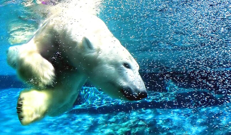 Polar Bear Swimming — Blue, Active, Photograph