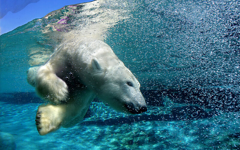 Polar Bear Swimming — Blue, Active