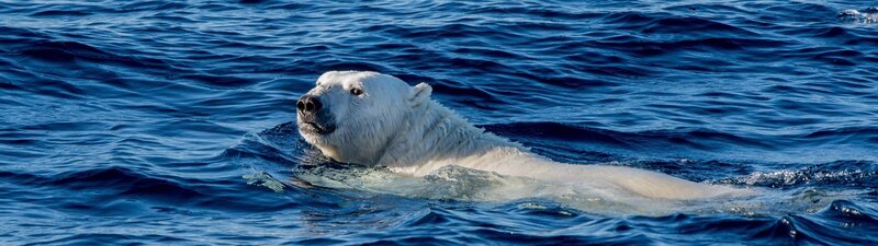 Polar Bear Swimming — Blue, Calm, Afternoon, Photograph, Ocean
