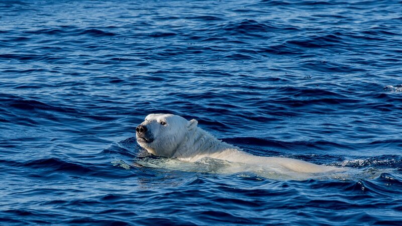Polar Bear Swimming — Blue, Calm, Afternoon, Photograph, Ocean, Waves