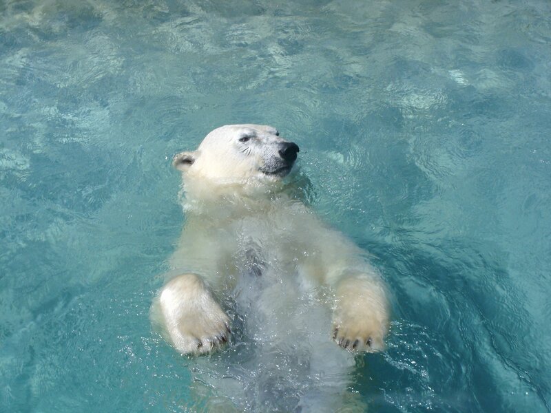 Polar Bear Swimming — Blue, Calm, Afternoon, Photograph, Water