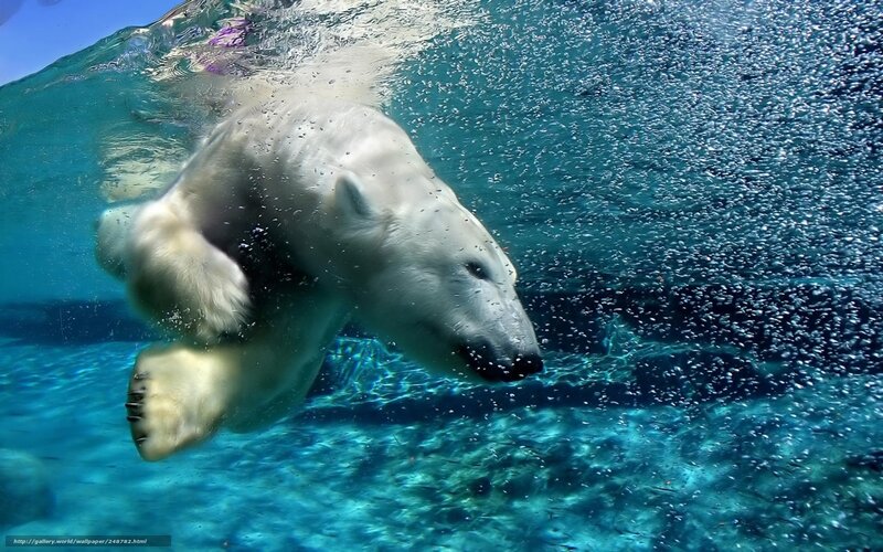 Polar Bear Swimming — Blue, Calm, Afternoon