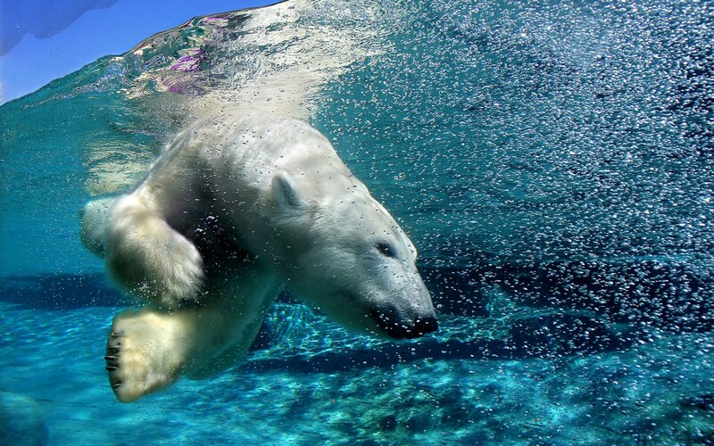 Polar Bear Swimming — Blue, Calm, Photograph, Bubbles, Pool