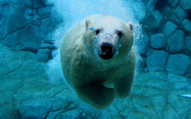 Polar Bear Swimming — Blue, Calm, Photograph, Bubbles, Rock Wall, Underwater