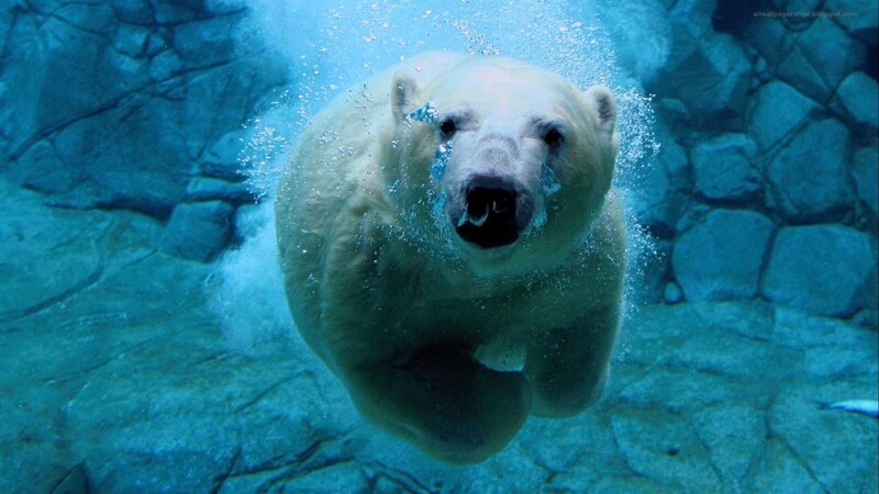 Polar Bear Swimming — Blue, Calm, Photograph, Bubbles