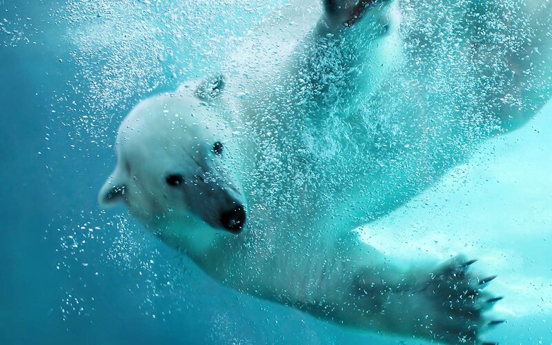 Polar Bear Swimming — Blue, Calm, Photograph, Bubbles, Underwater