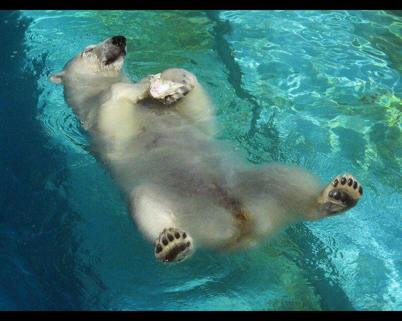Polar Bear Swimming — Blue, Calm, Photograph, Pool