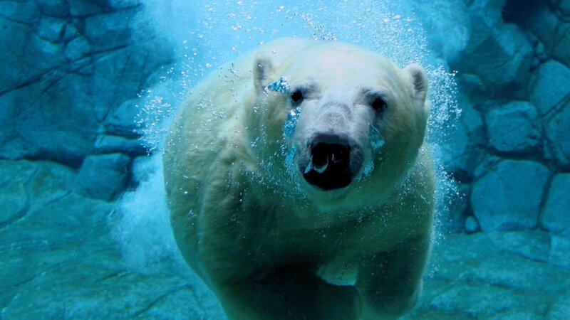 Polar Bear Swimming — Blue, Calm, Photograph