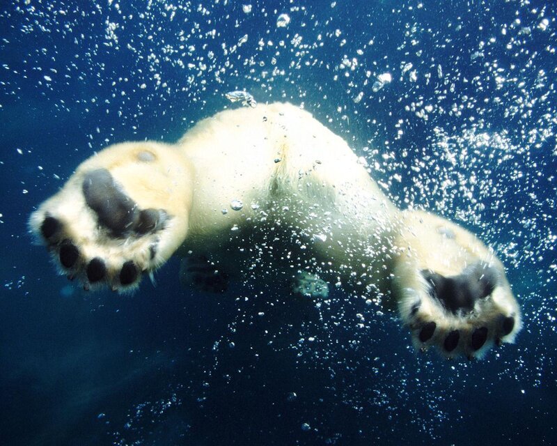 Polar Bear Swimming — Blue, Calm