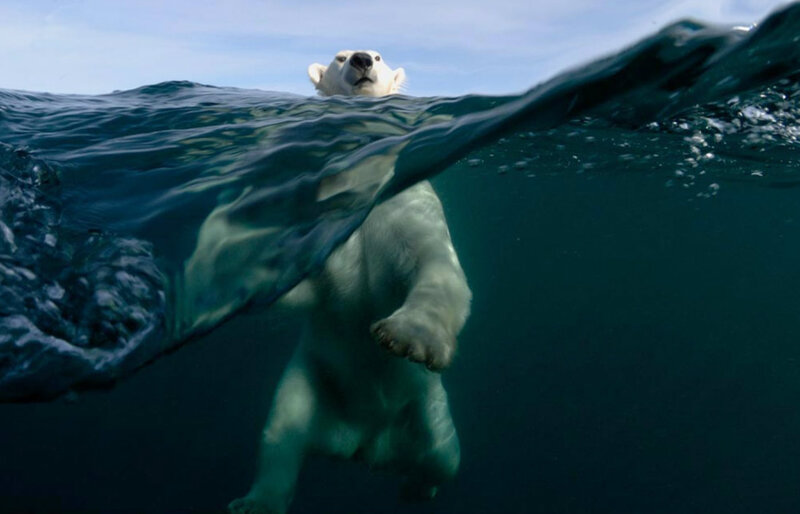 Polar Bear Swimming — Blue, Dramatic, Photograph