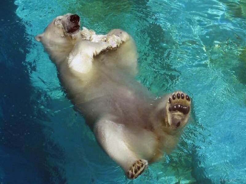 Polar Bear Swimming — Blue, Relaxed