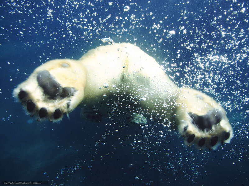 Polar Bear Swimming — Blue, Serene, Photograph, Bubbles