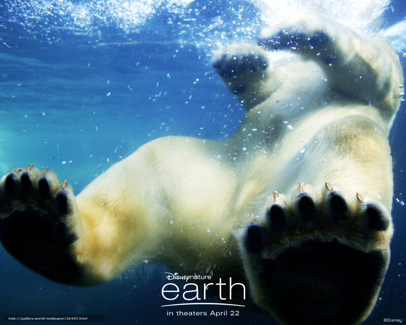 Polar Bear Swimming — Blue, Serene