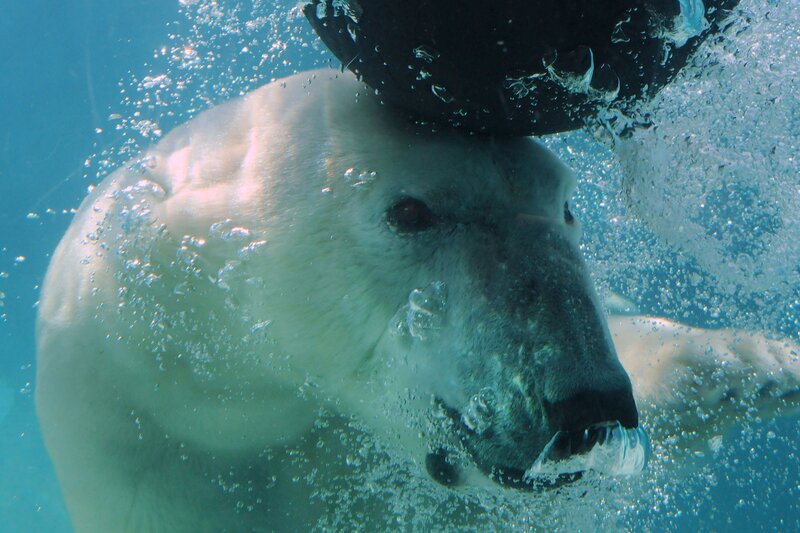 Polar Bear Swimming — Calm, Underwater