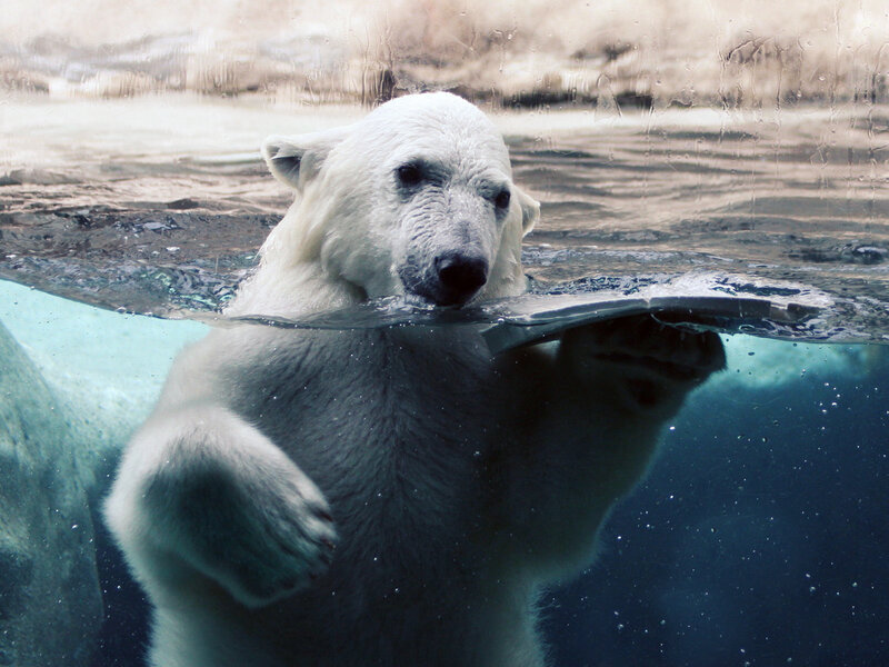 Polar Bear Swimming — Glass