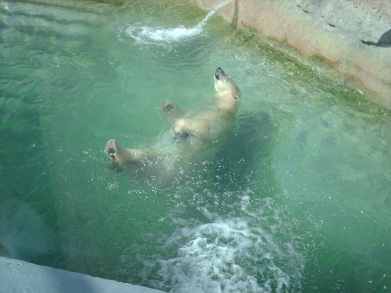 Polar Bear Swimming — Green, Calm, Photograph