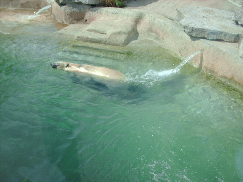 Polar Bear Swimming — Green, Calm