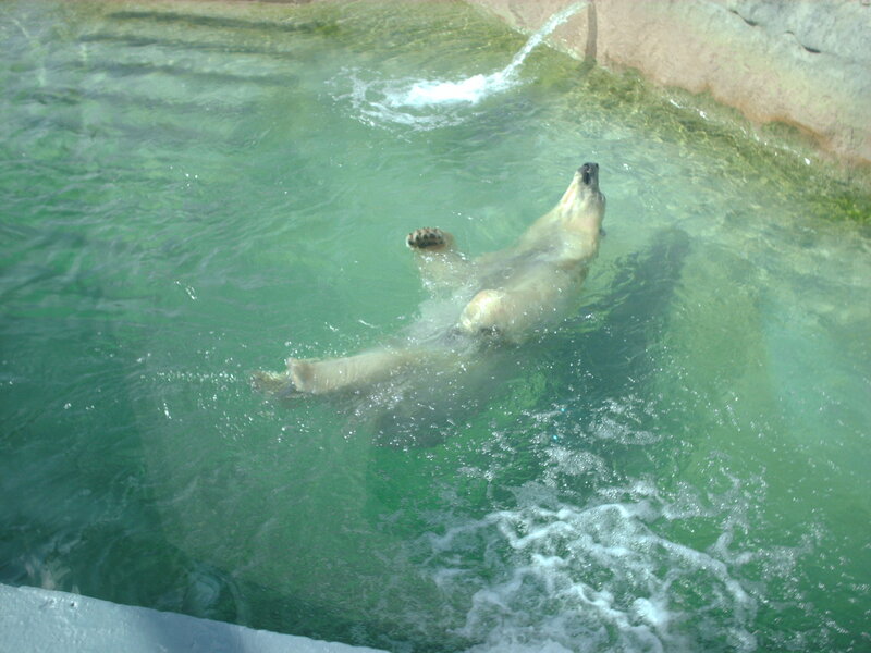 Polar Bear Swimming — Green