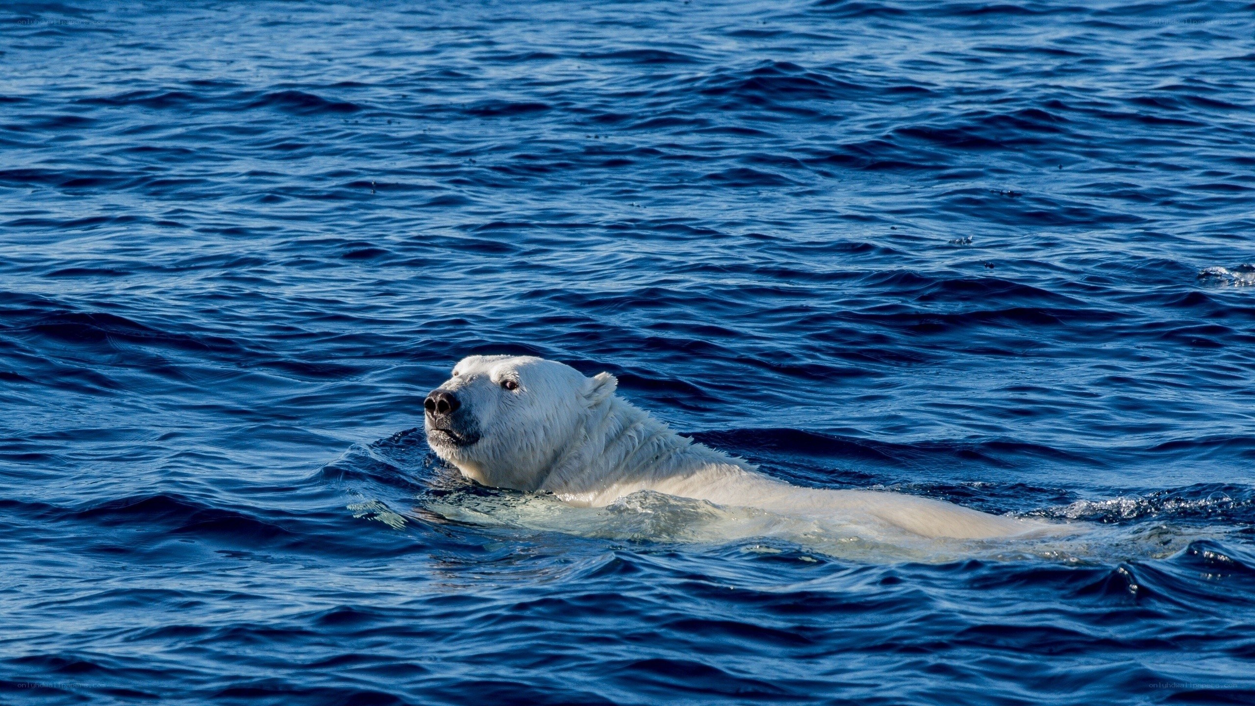 Polar bear swimming in ocean