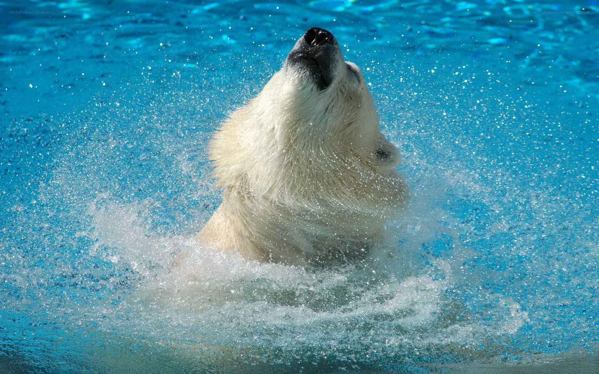 polar bear swimming in pool