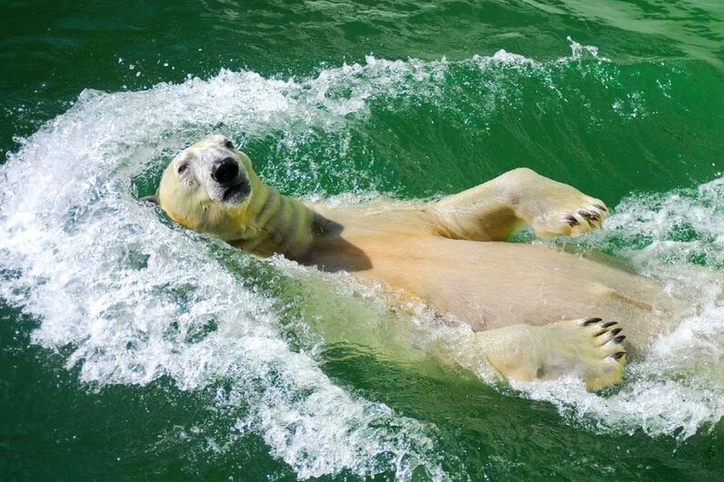 Polar bear swimming in water