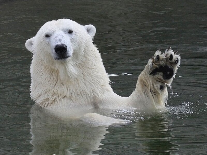 Polar bear swimming in water