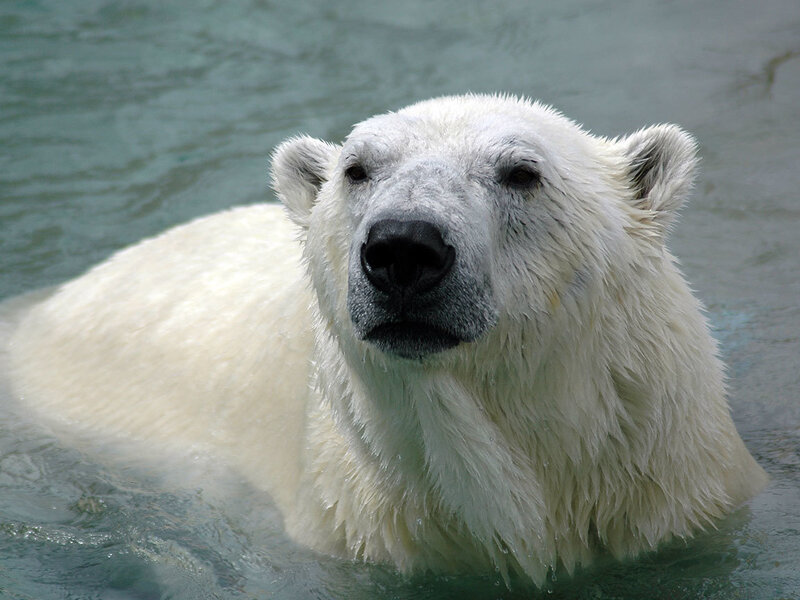 Polar bear swimming in water