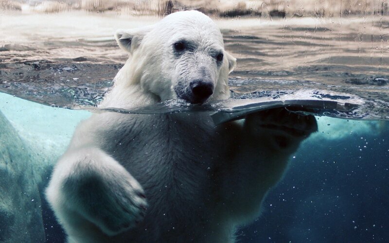 Polar bear swimming in water