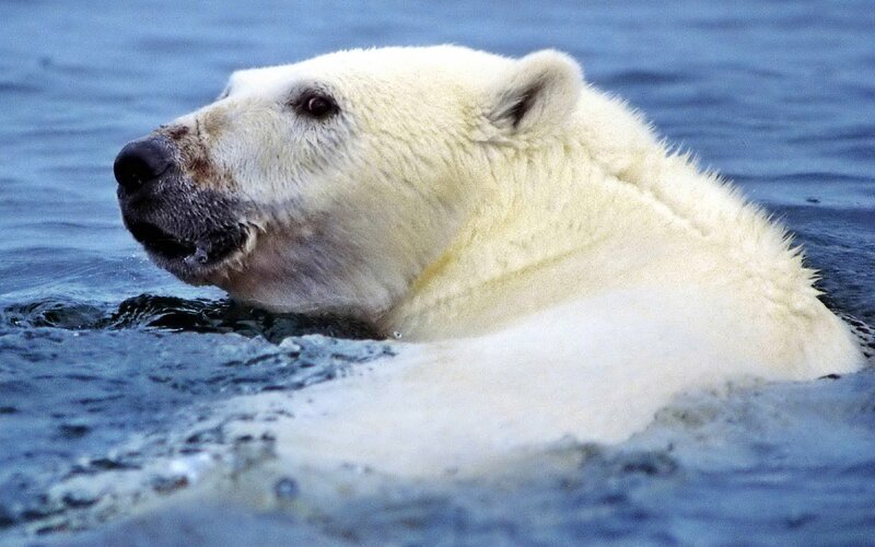 Polar bear swimming in water