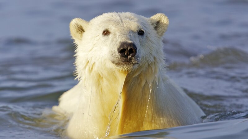 Polar bear swimming in water