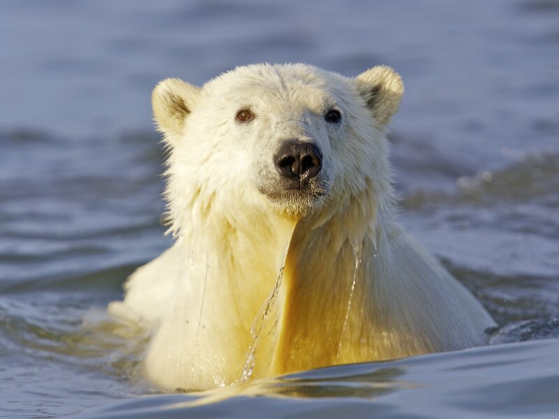 Polar bear swimming in water