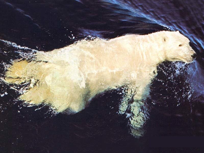 Polar bear swimming in water
