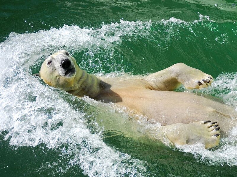 Polar bear swimming in water