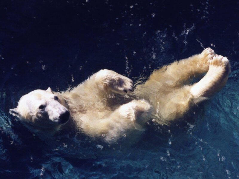Polar bear swimming in water