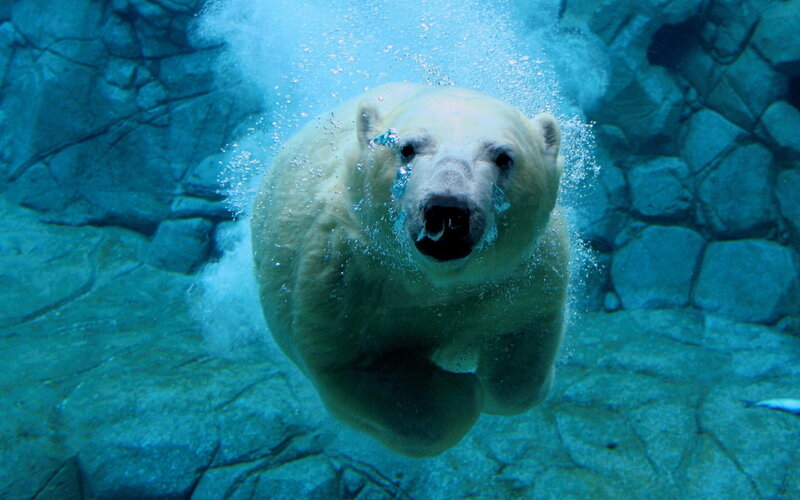 Polar Bear Swimming — Photograph, Bubbles