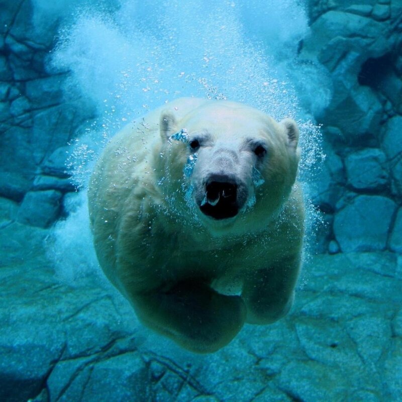 Polar Bear Swimming — Square
