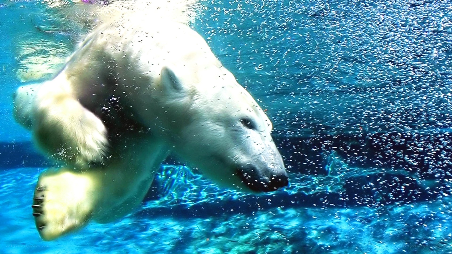 Polar bear swimming underwater