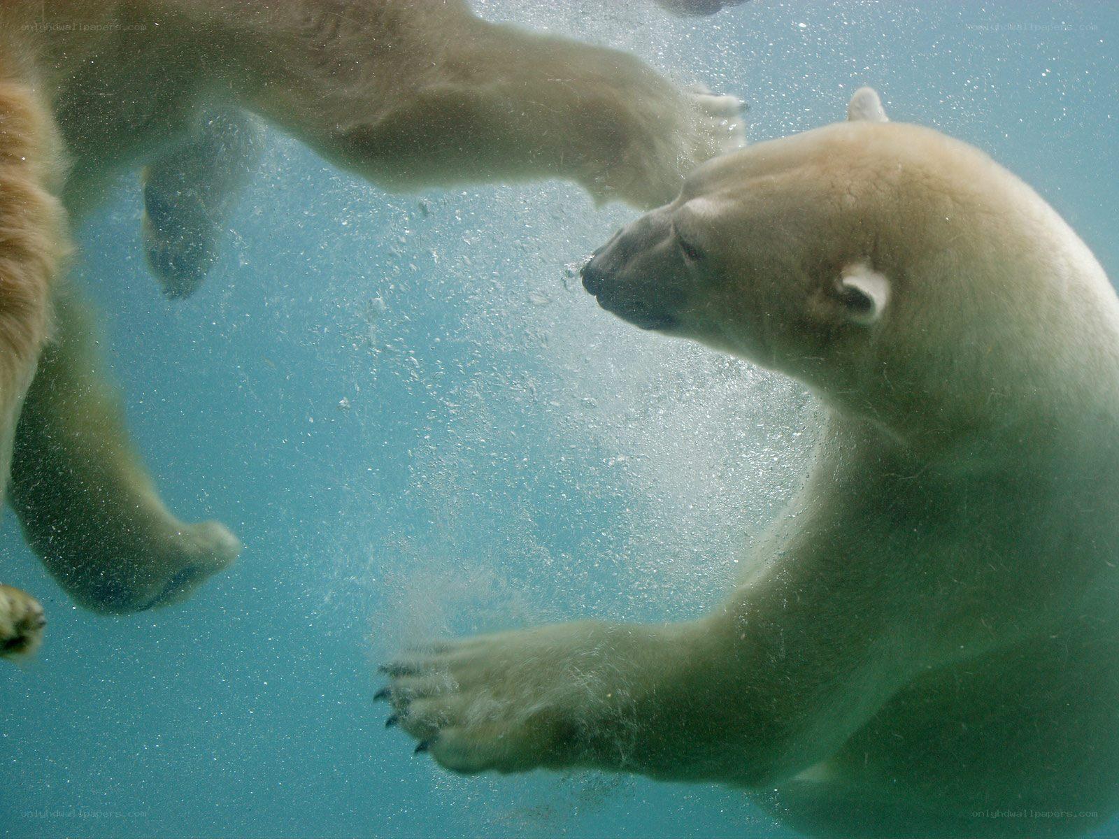 polar bear swimming underwater