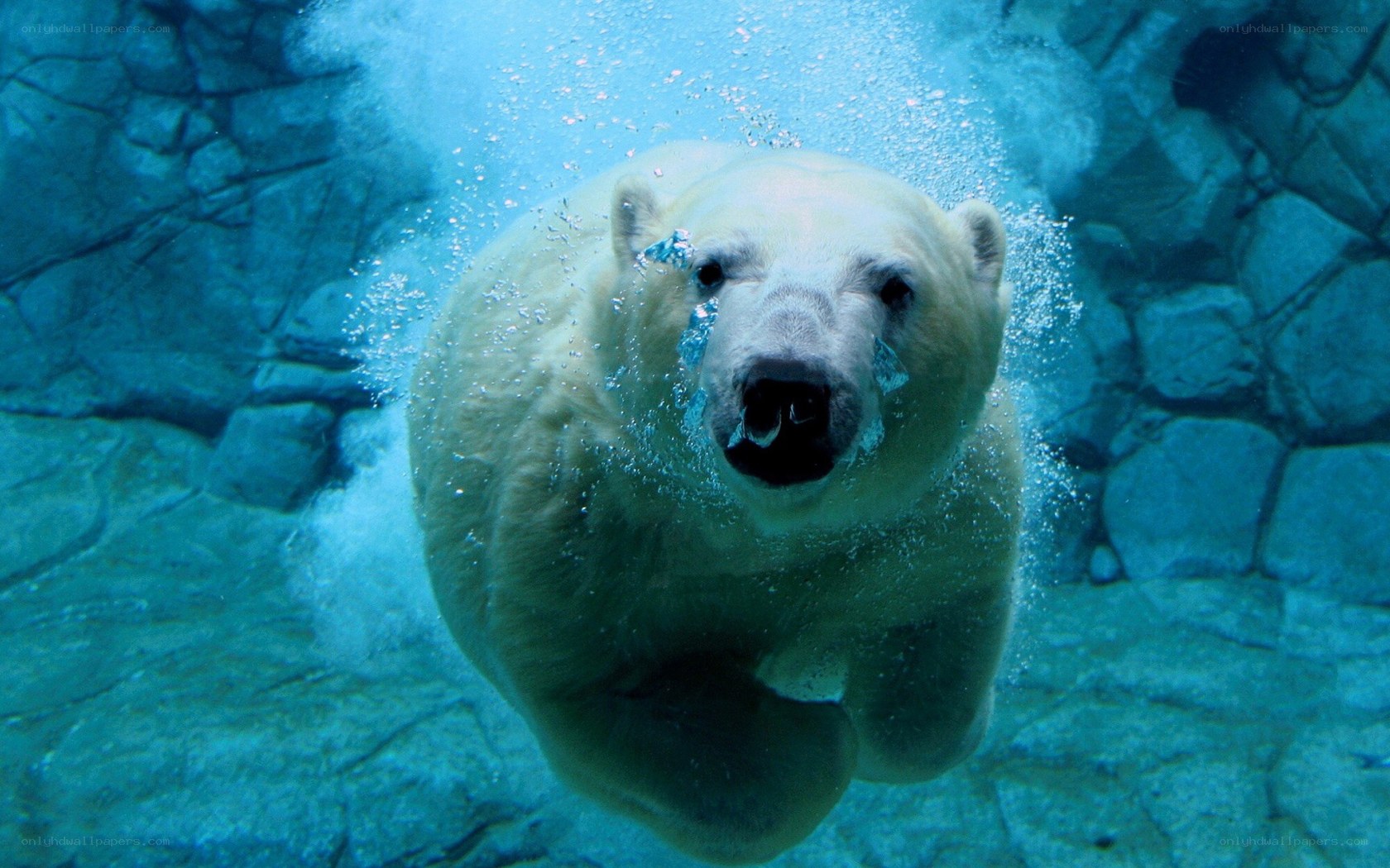 polar bear swimming underwater