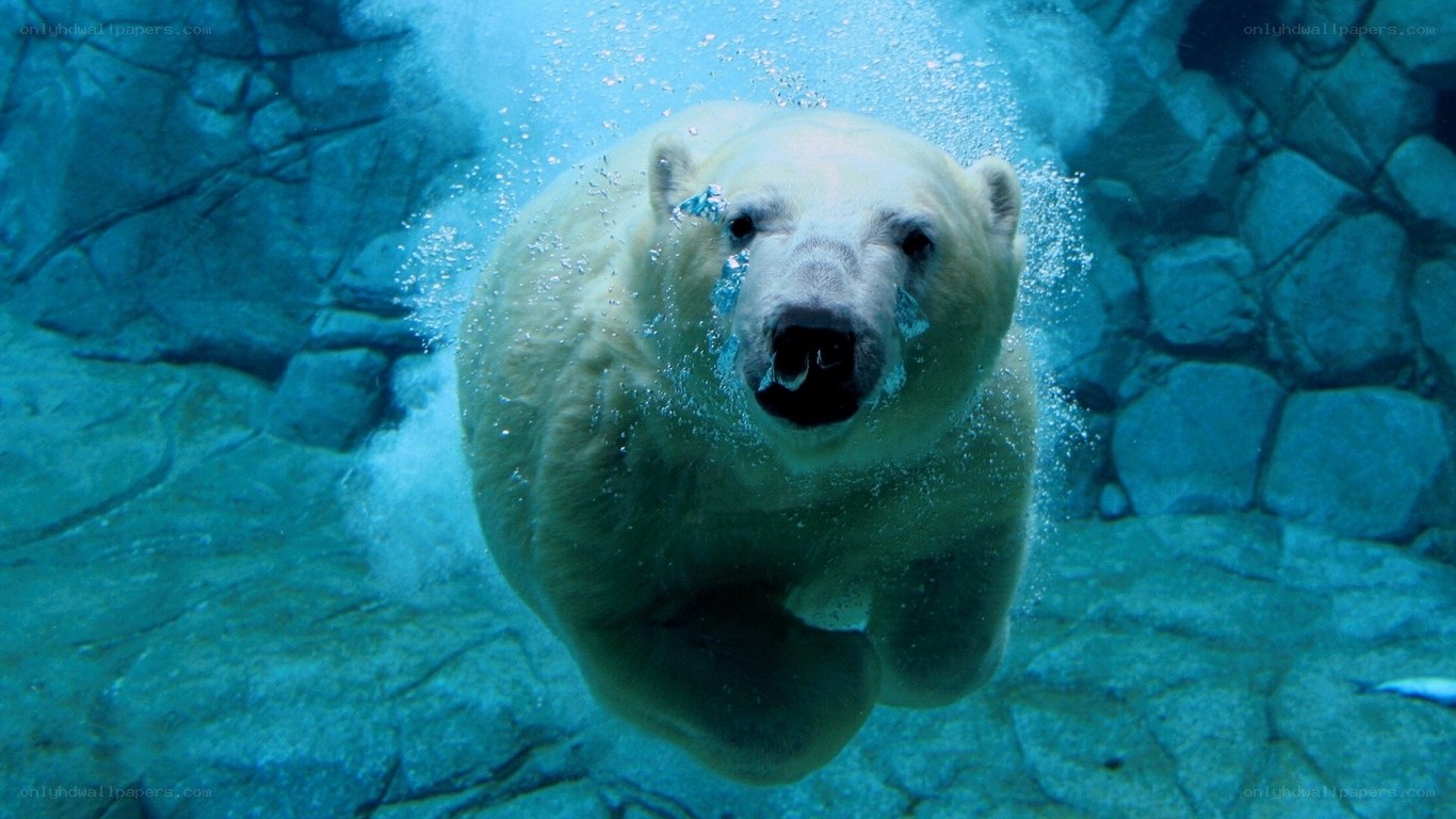 polar bear swimming underwater
