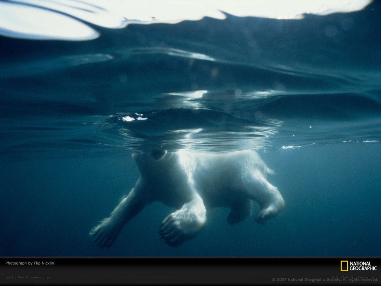 Polar bear swimming underwater