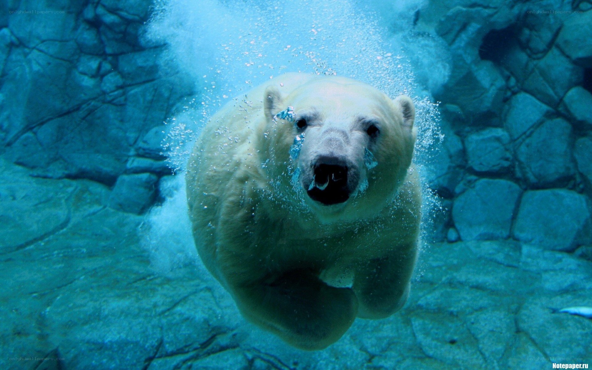 polar bear swimming underwater