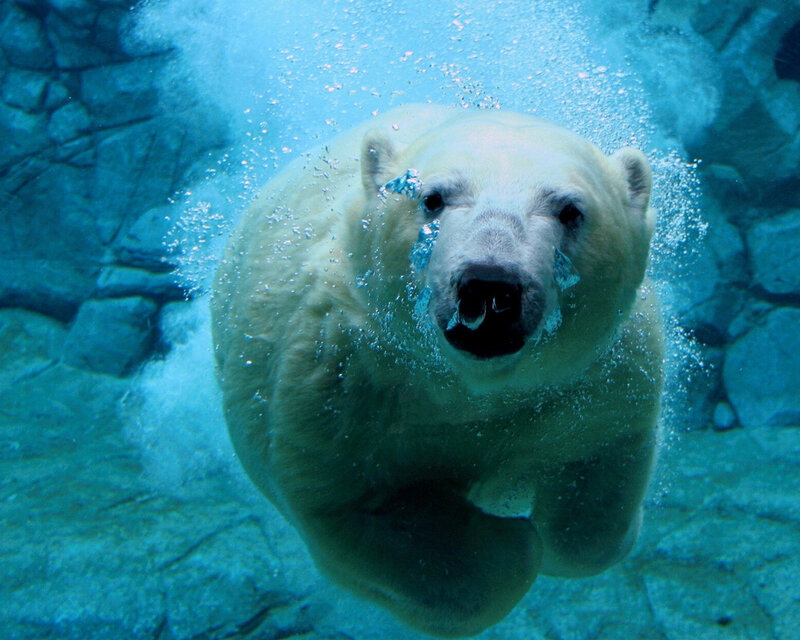 polar bear swimming underwater