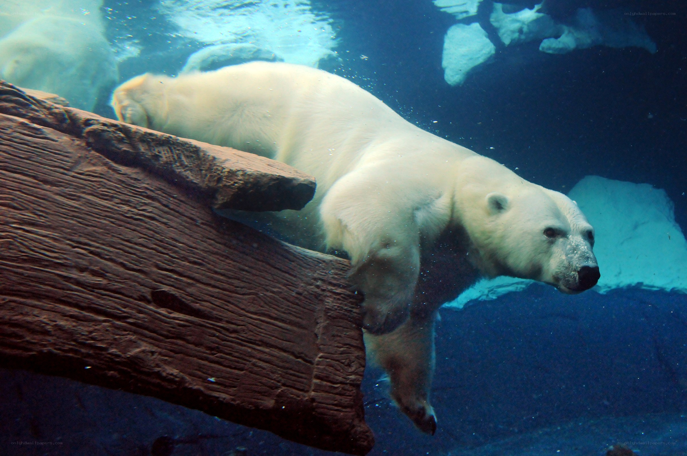Polar bear swimming underwater